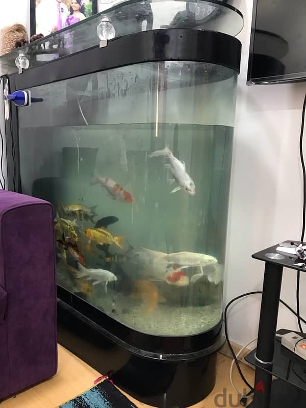 fish and the tank for sale   WhatsApp 33192313 1