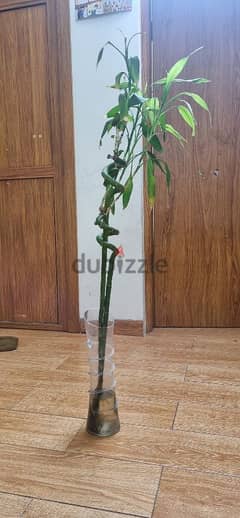 Bamboo plants with vase 0