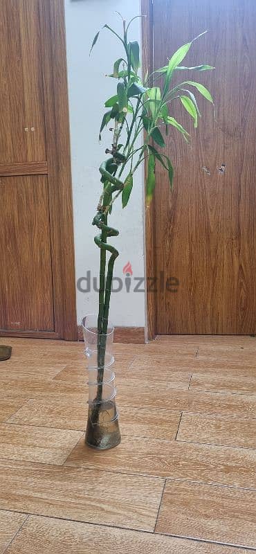 Bamboo plants with vase 1