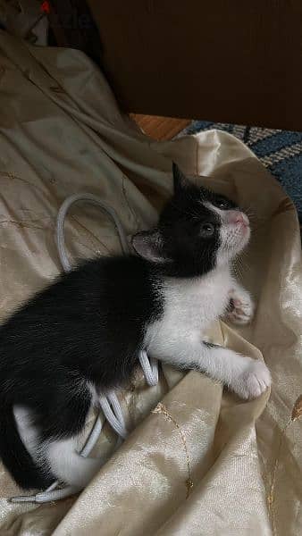 kittens for adoption 3