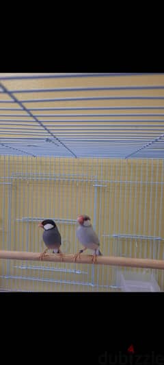 Java birds for sale 0