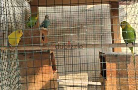 4 bugies 2 male 2 female for sale 15bd with big cage. . .