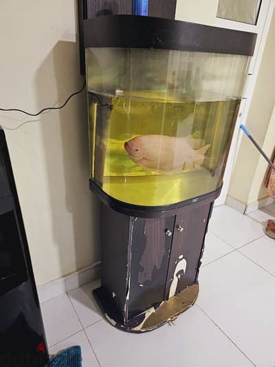 fish aquarium