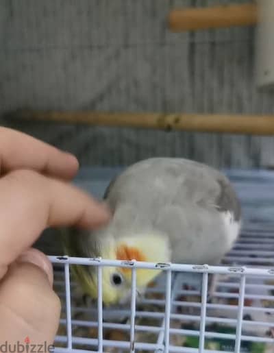 cockatiel