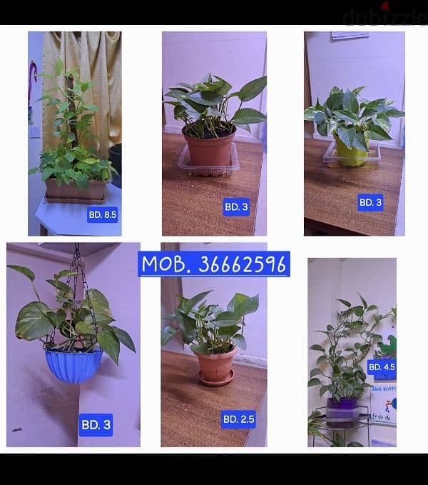 money plant 0