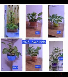 indoor and outdoor plants 0