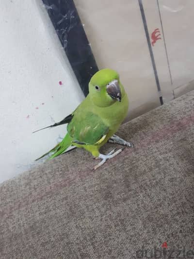 tamed parrot urgent for sale