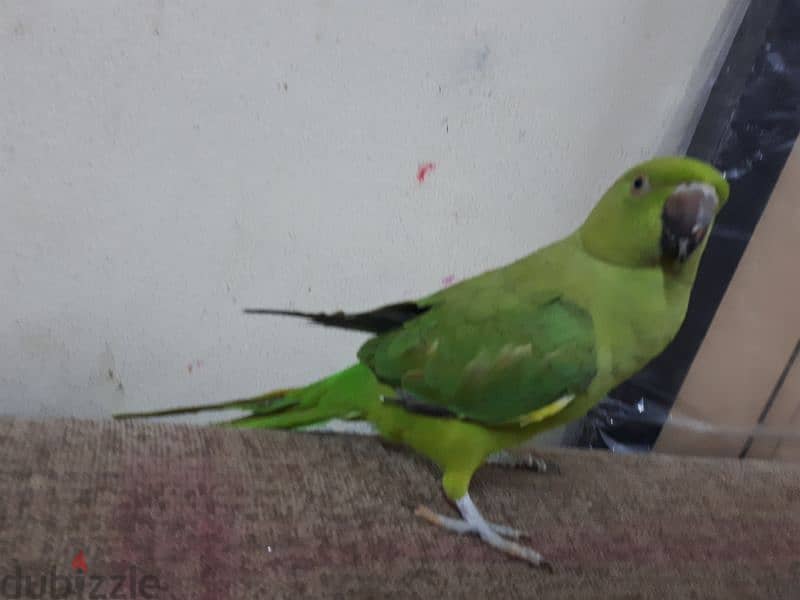 tamed parrot urgent for sale 1