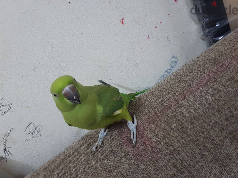 tamed parrot urgent for sale 3