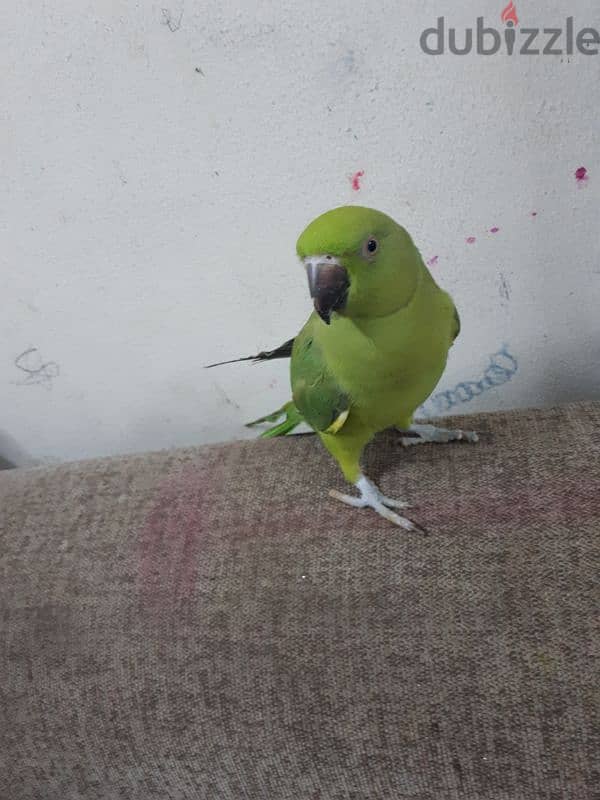 tamed parrot urgent for sale 4