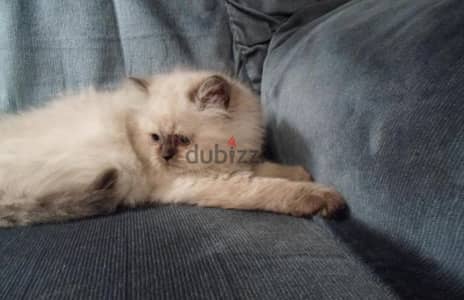 Himalayan Kitten For Free Adoption