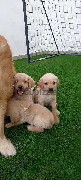 golden retriever puppy 1