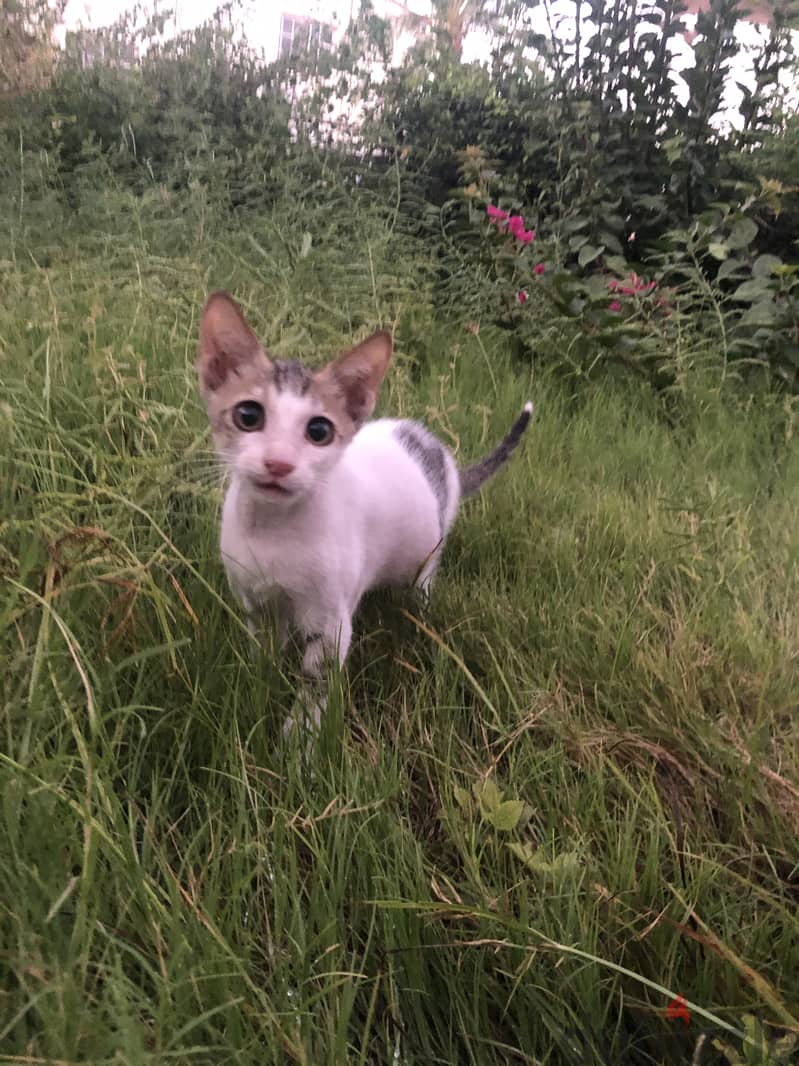 Adorable male Kitten for adoption 5