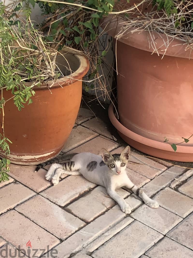 Adorable male Kitten for adoption 9