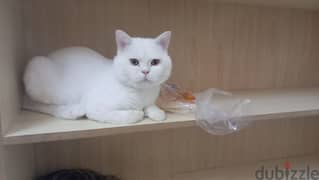 short cot Persian doll face cat for free adoption 0