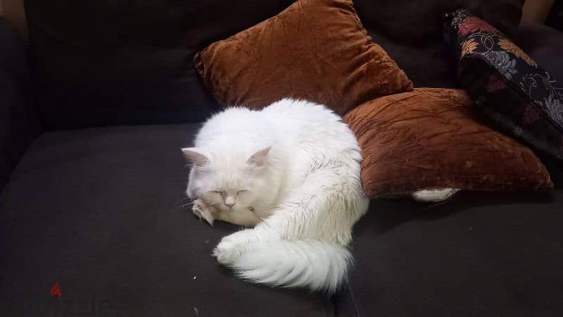 short cot Persian doll face cat for free adoption 1