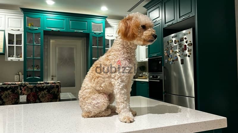 Toy Poodle Puppy 3