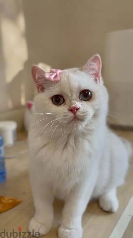 scottish female cat high standard for sale 1