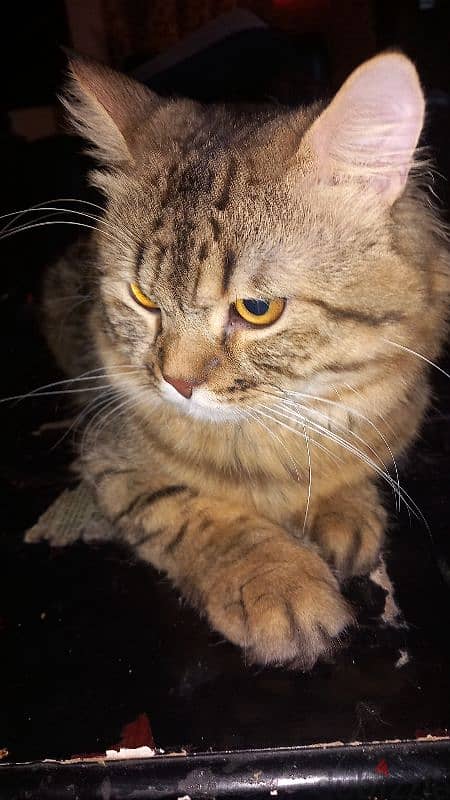 short cot male Persian cat for free adoption 1