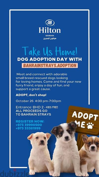 dogs for adoption