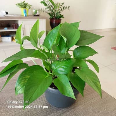 Money plant for sale