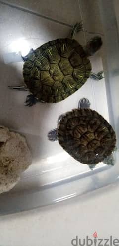 Turtles 0