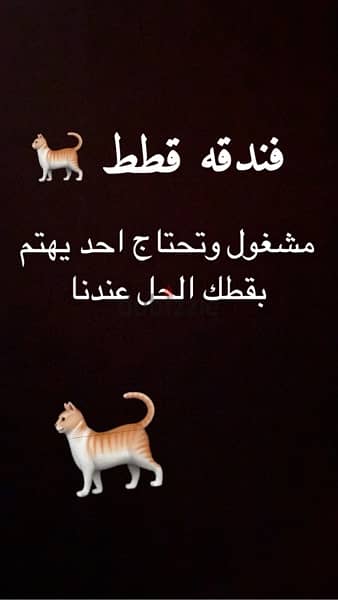 فندقه قطط