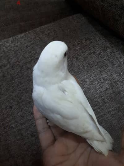 tamed Albino love bird urgent for sale. .