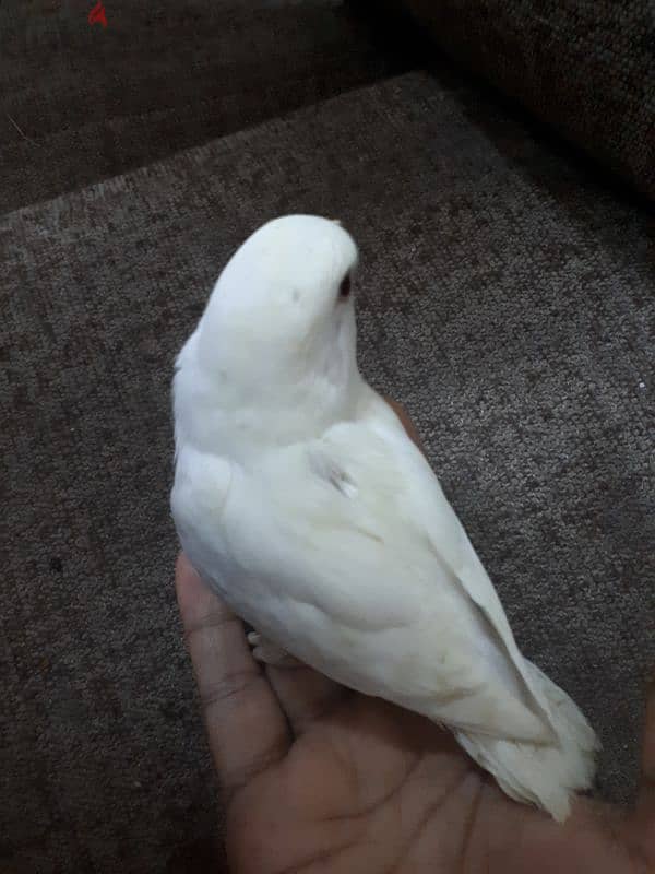 tamed Albino love bird urgent for sale. . 0