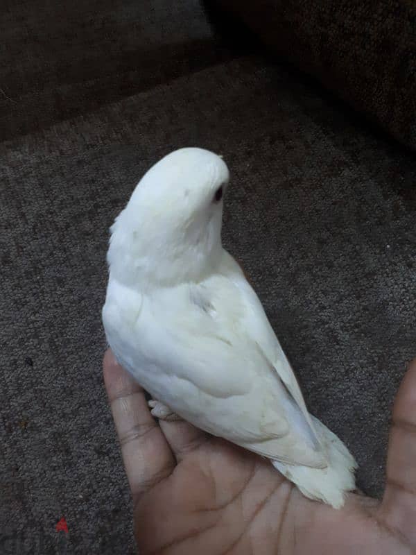 tamed Albino love bird urgent for sale. . 1