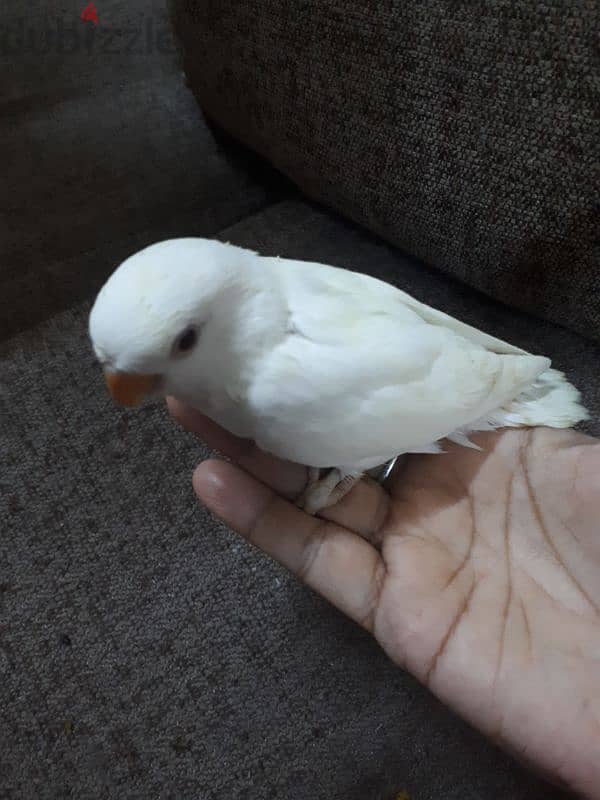 tamed Albino love bird urgent for sale. . 2