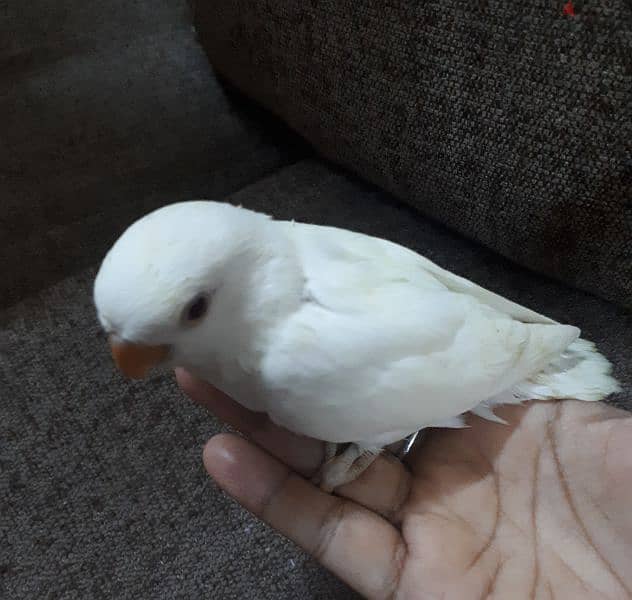 tamed Albino love bird urgent for sale. . 3