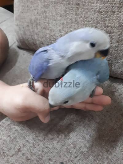 tamed love birds urgent for sale