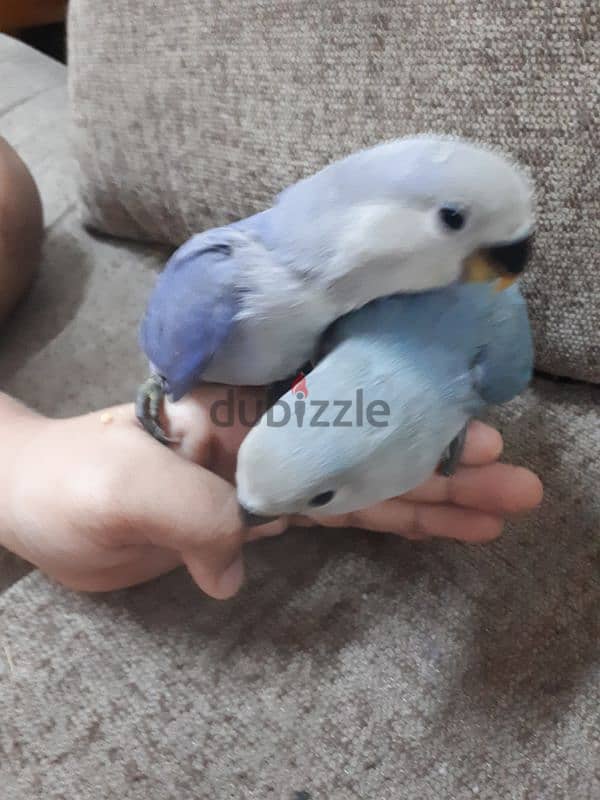 tamed love birds urgent for sale 0