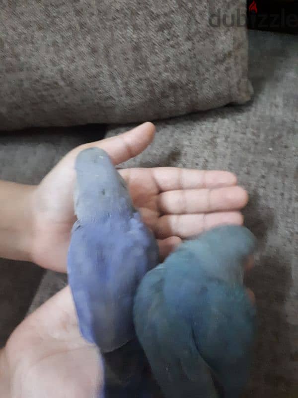 tamed love birds urgent for sale 1