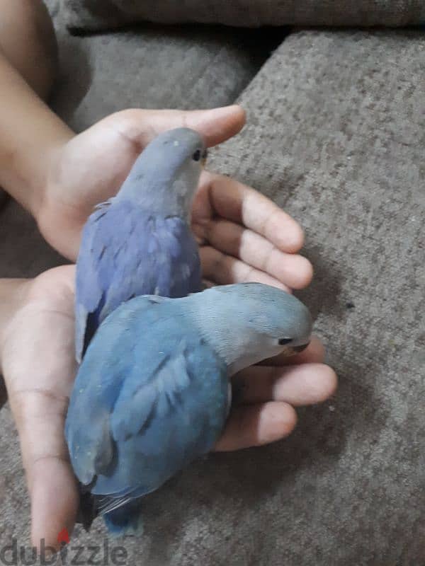 tamed love birds urgent for sale 2