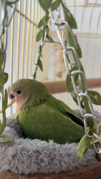 Baby love bird/ عصافير الحب