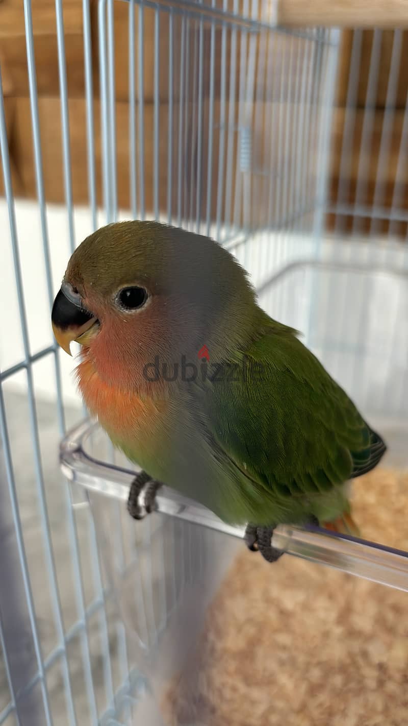 Baby love bird/ عصافير الحب 1