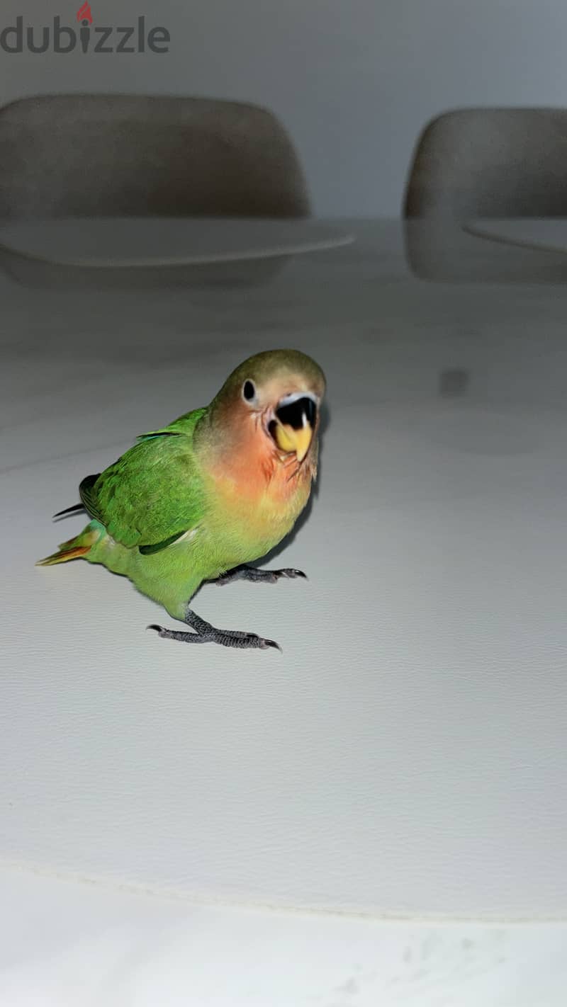 Baby love bird/ عصافير الحب 2