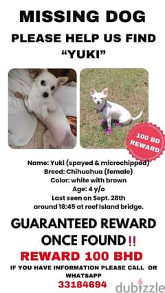 Missing her Name Is Yuki and she is already Spayed and with micro chp 0