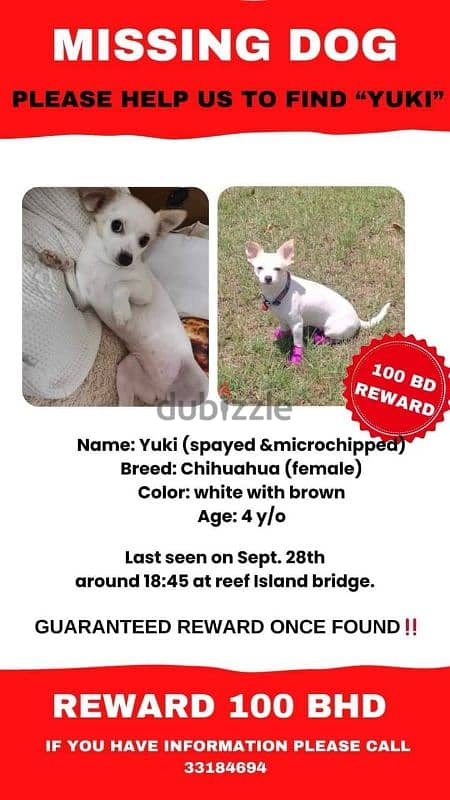 Missing her Name Is Yuki and she is already Spayed and with micro chp 4