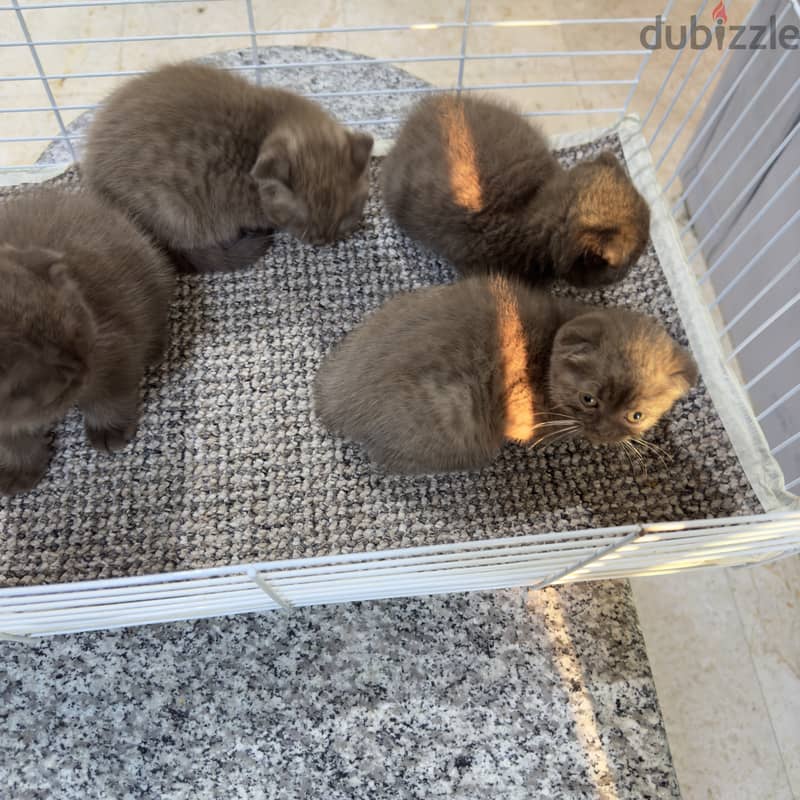 Rare chocolait scottishfold bahrain 5