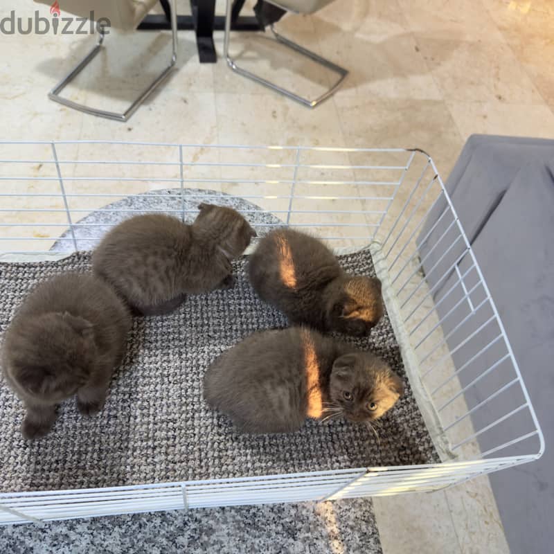 Rare chocolait scottishfold bahrain 6