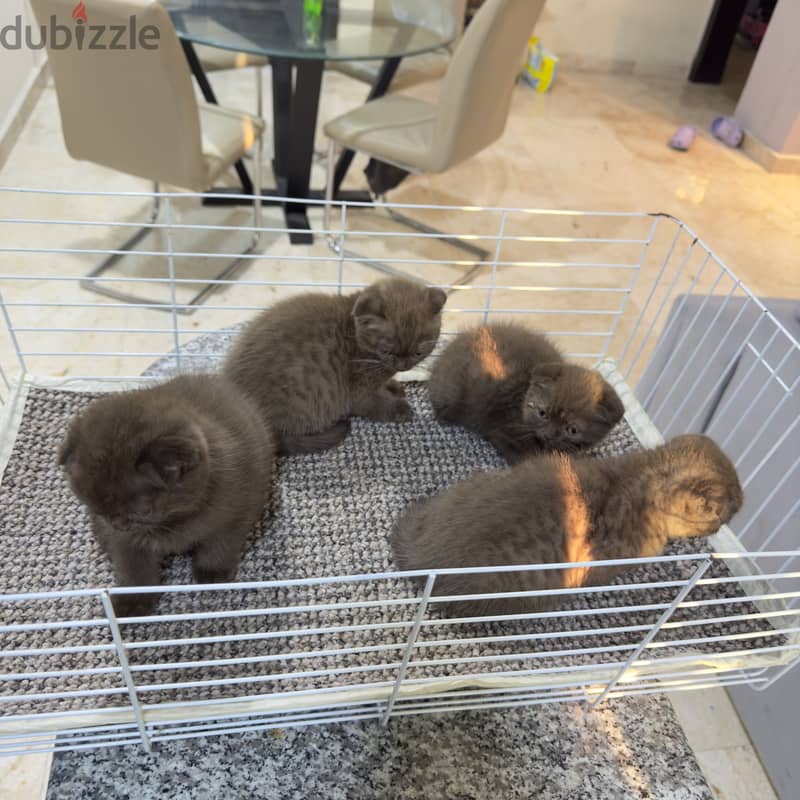 Rare chocolait scottishfold bahrain 8