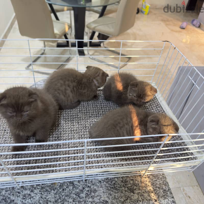 Rare chocolait scottishfold bahrain 9