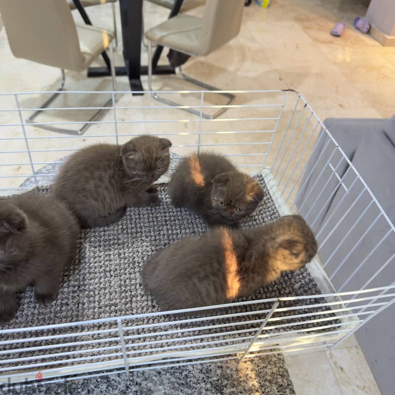 Rare chocolait scottishfold bahrain 10