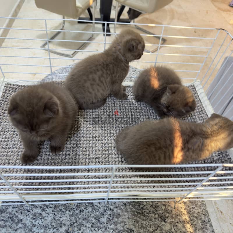 Rare chocolait scottishfold bahrain 11