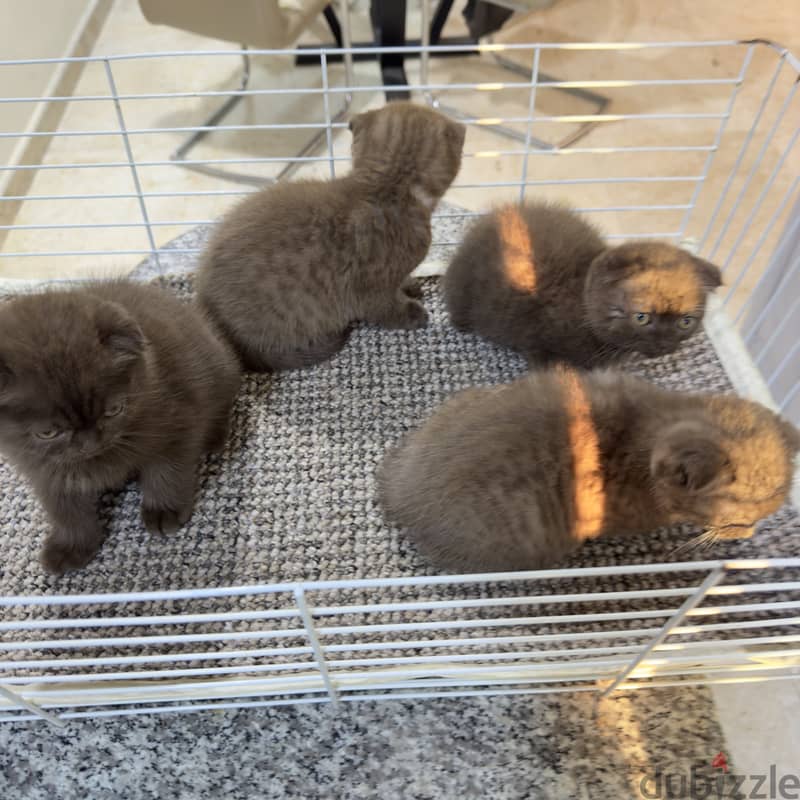 Rare chocolait scottishfold bahrain 12