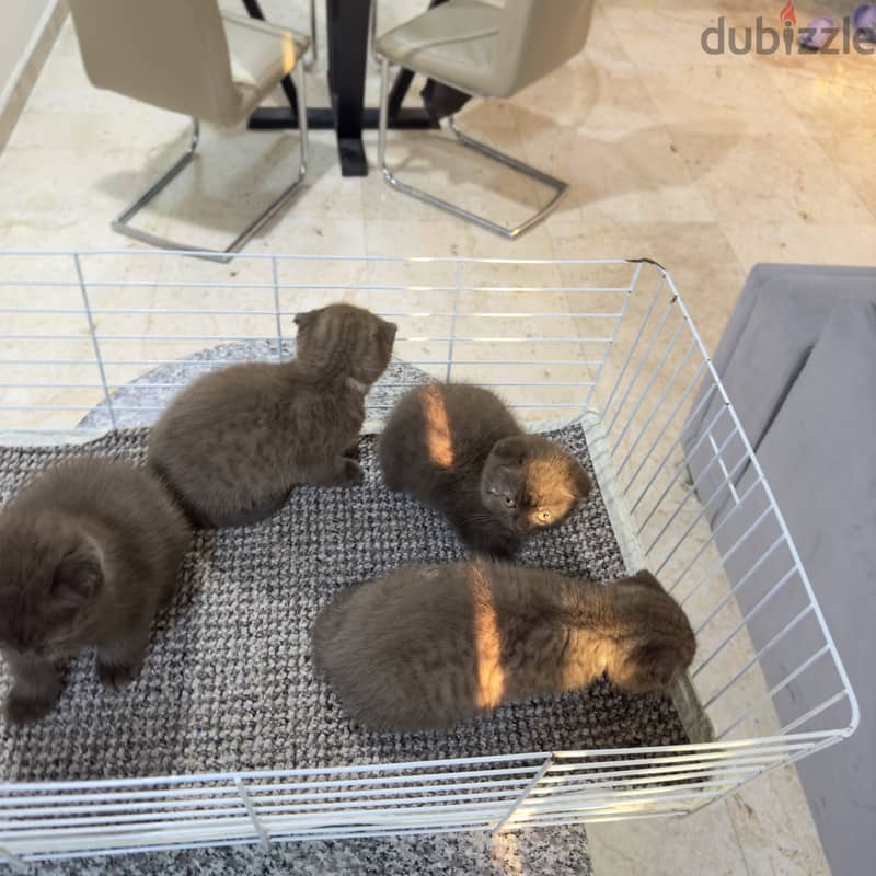 Rare chocolait scottishfold bahrain 13