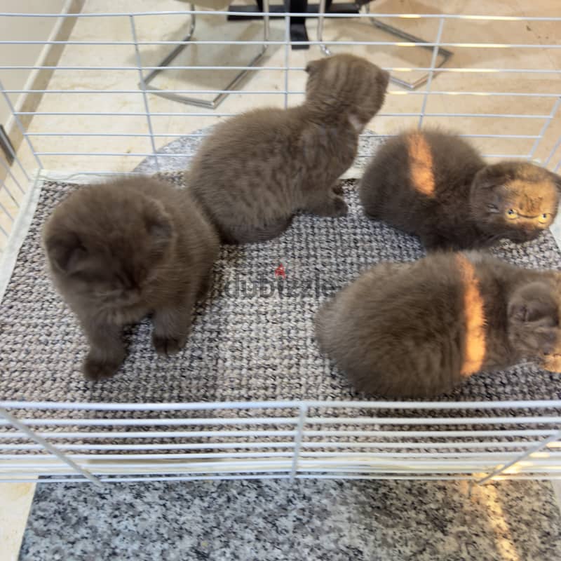 Rare chocolait scottishfold bahrain 14